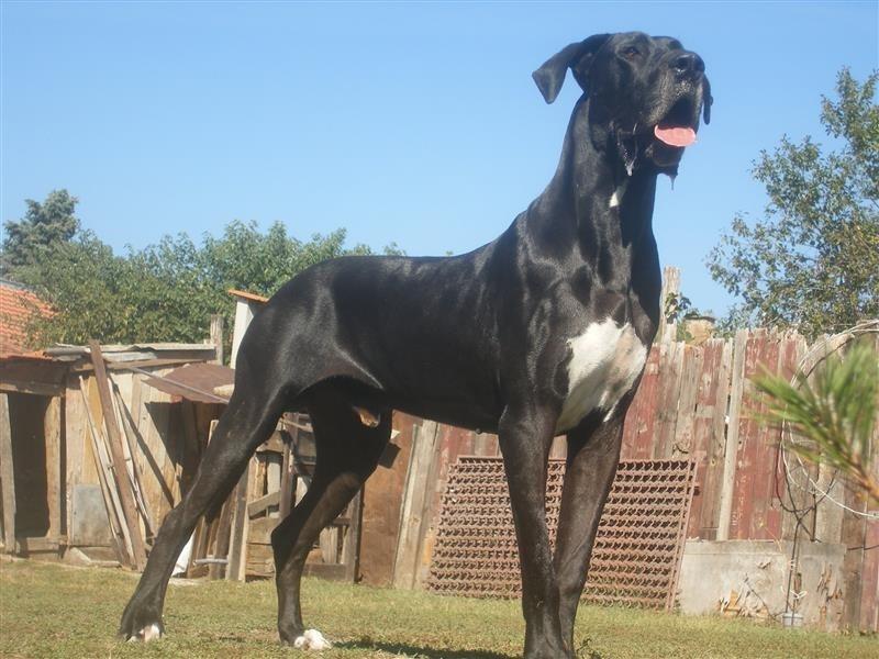 Nemacka-doga