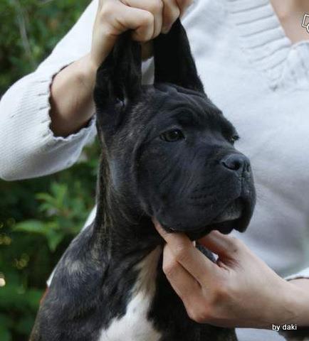 Cane Corso - zensko stene