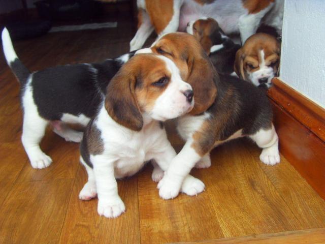 Lijepe Beagle štenci