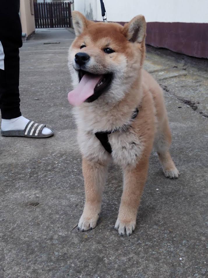 Shiba-inu-