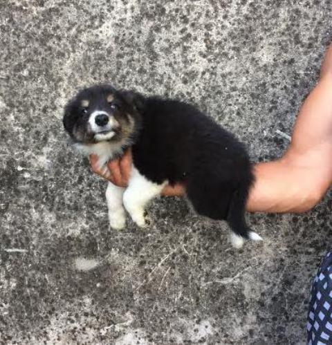 Border-Collie-stenci-