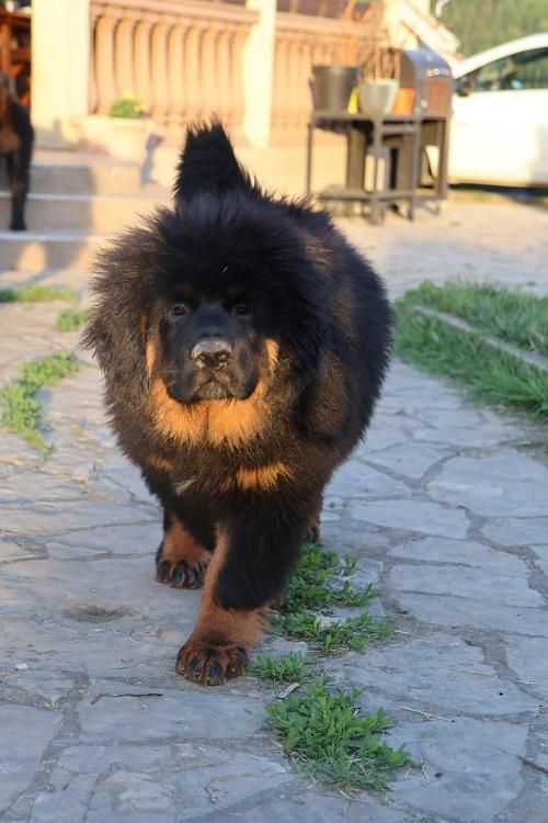Tibetski-mastif--štenci