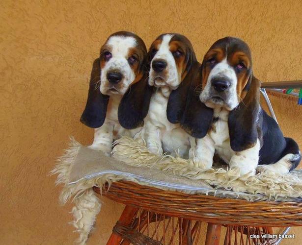 Basset Hound - baset