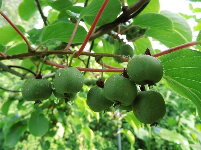 Sibirski kiwi samooplodni sadnice