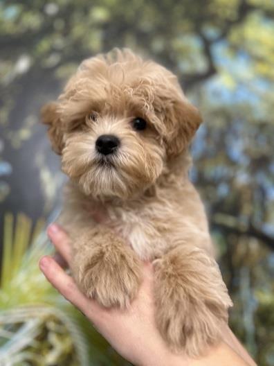 Maltipoo-stenci-