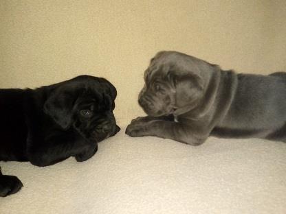 Cane-corso-štenci