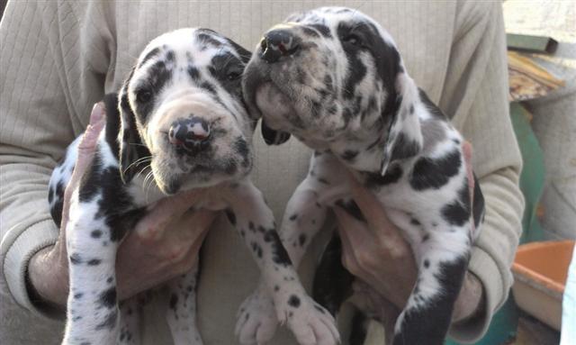 Nemacka Doga - harlekin i crni 