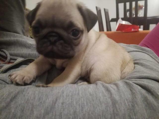 Mops stenci
