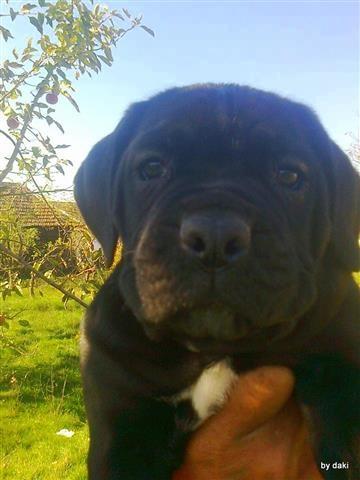 Cane Corso - odlicna stenad