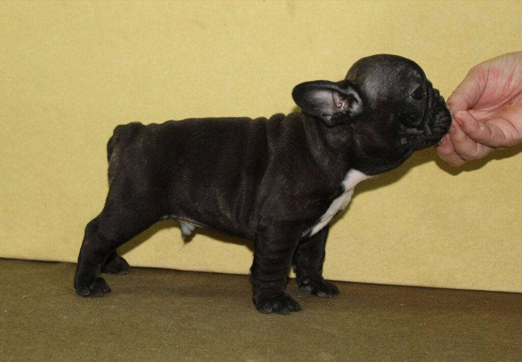 Francuski-Buldog