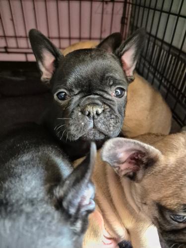 Francuski buldog