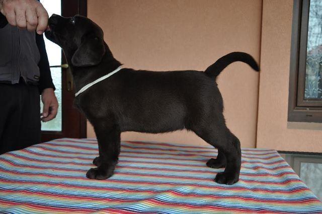 Labrador-Retriver--cokoladni-stenci