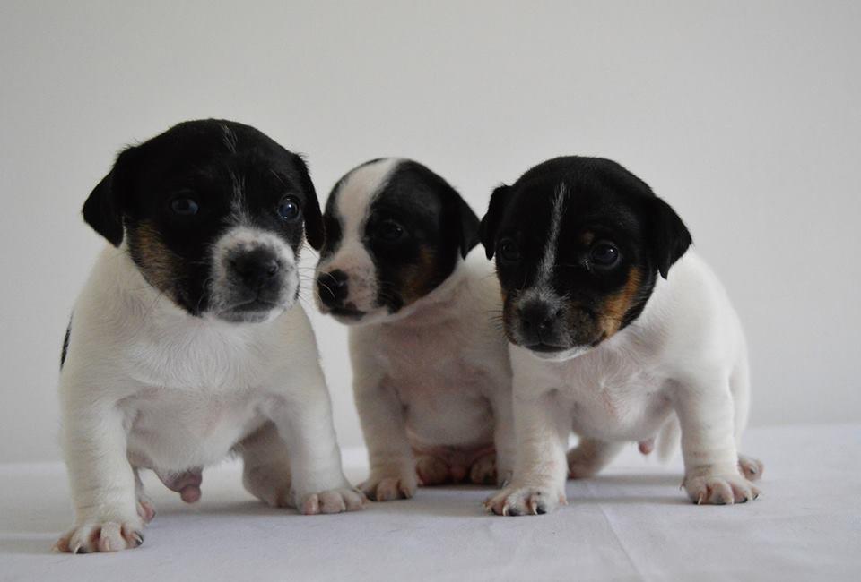 Jack-Russell-Terrier