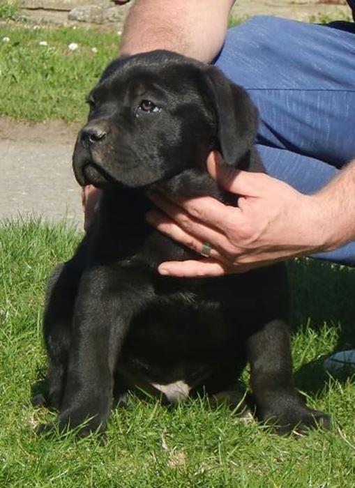 Cane-Corso