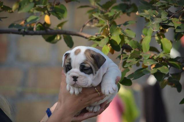 Engleski-Buldog-