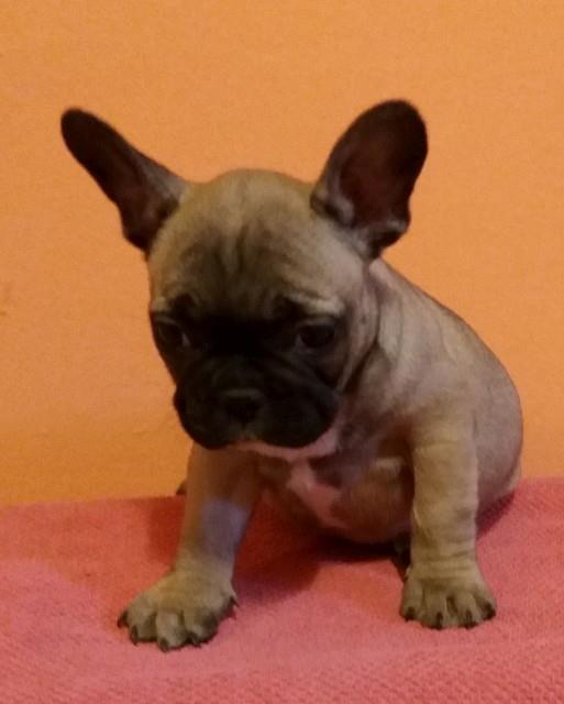 Francuski-buldog