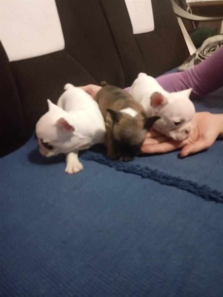Francuski-buldog-stenad