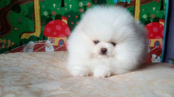 Pomeranski spic