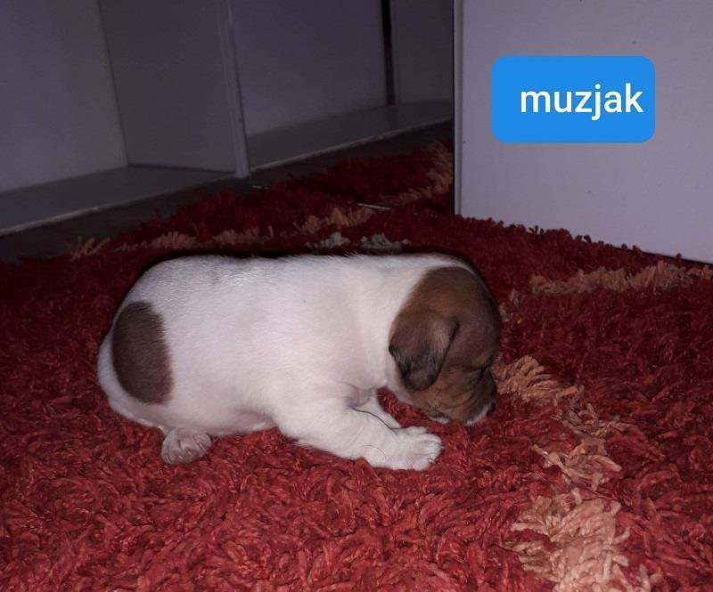 Stenci-Dzek-Rasel-Terijera