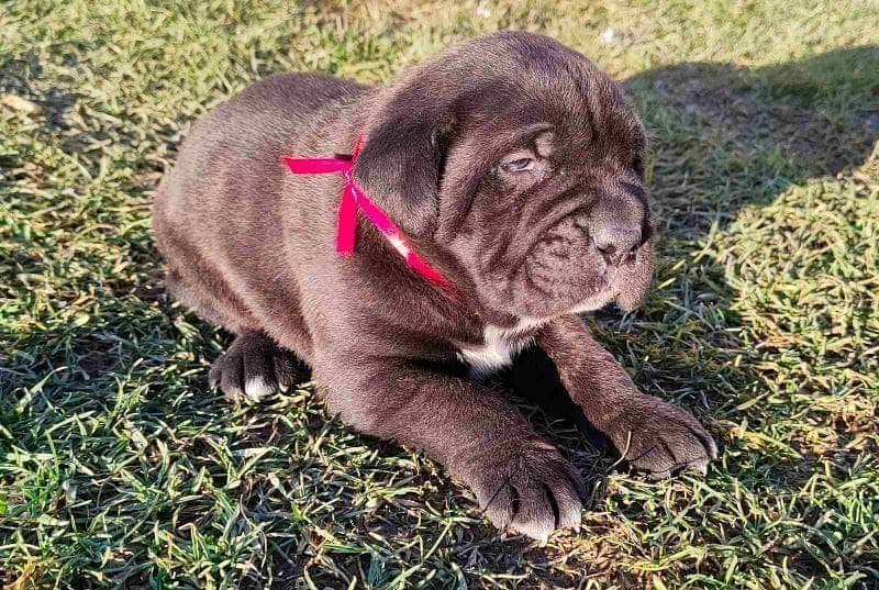 Cane-Corso-štenci
