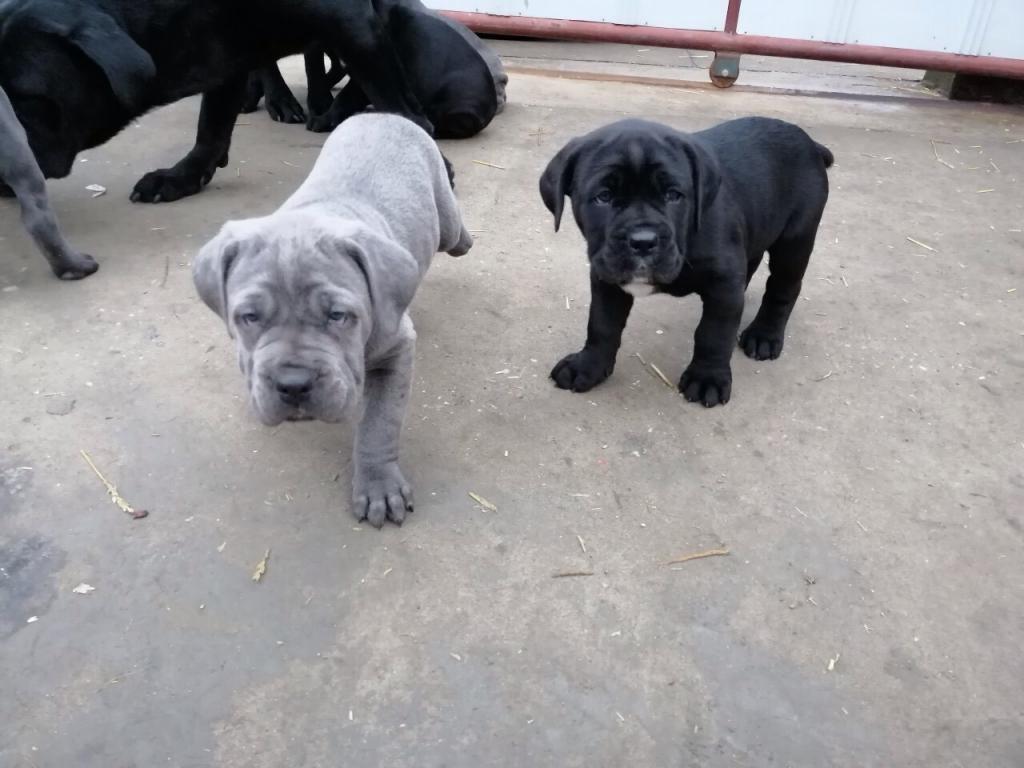 Cane-corso-štenci