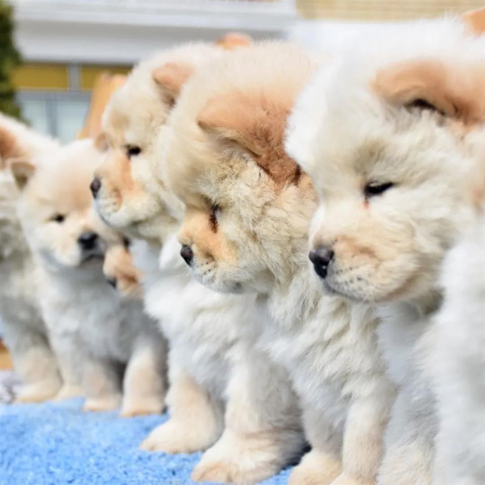 Cau-cau-Chow-chow-stenad