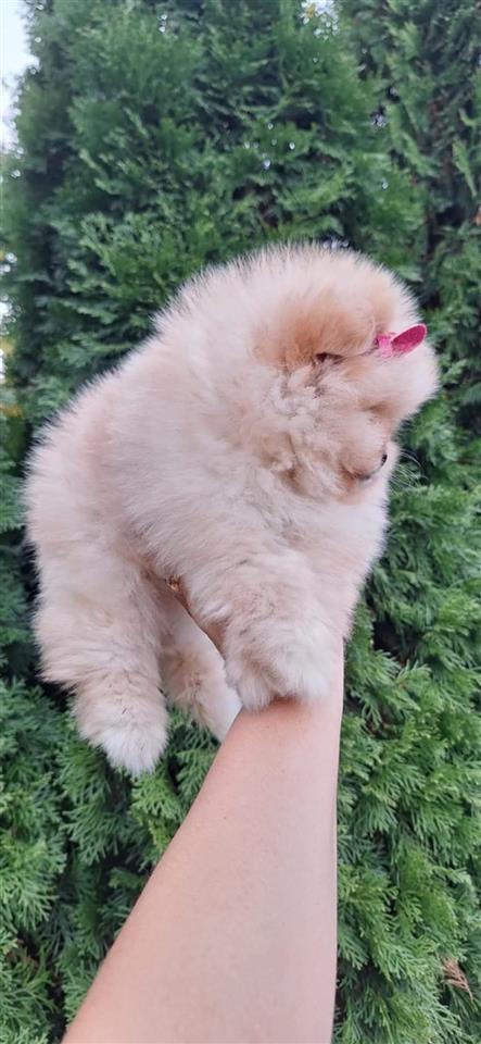 Pomeranac