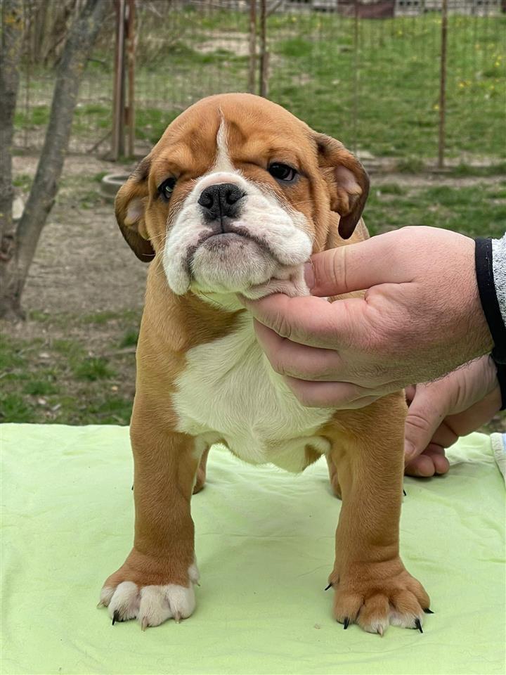 Engleski-buldog
