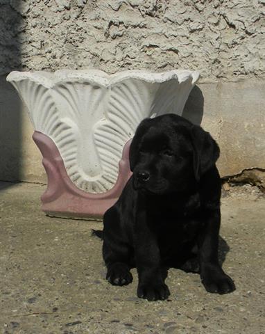 Labrador-retriver-stenad-Aronalex