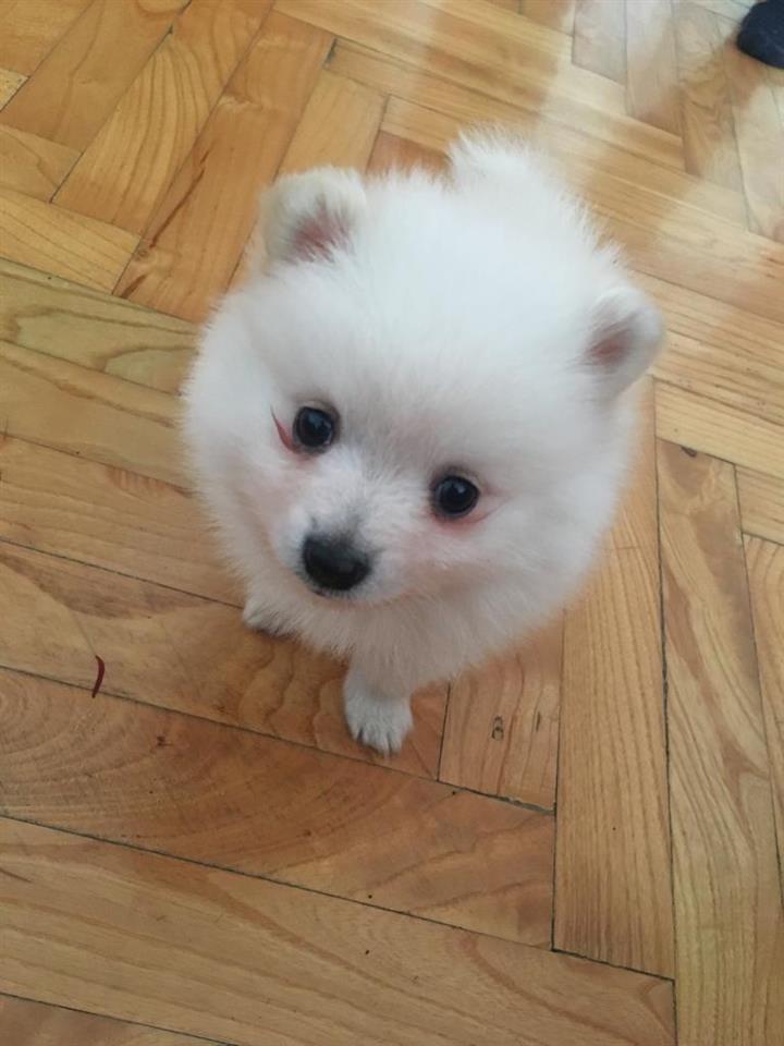 Pomeranac