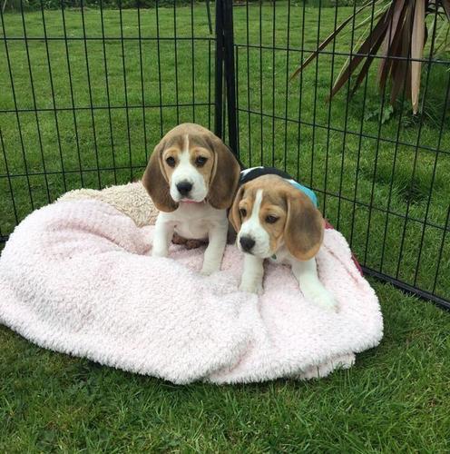 Beagle štenci dostupni 