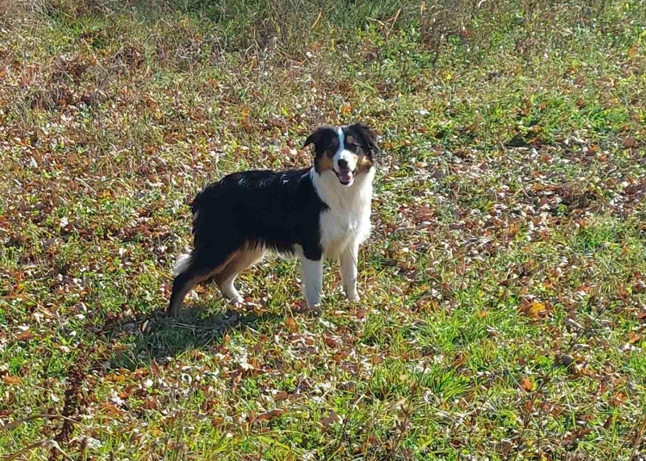Border-collie---Border-koli--tri-ženke-
