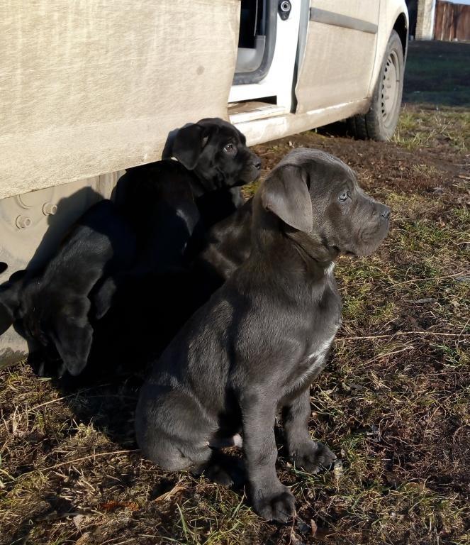 Cane-corso-štenci