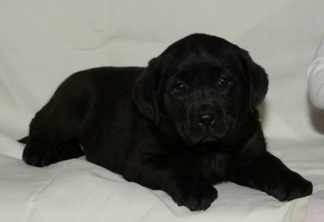 Labrador-retriver
