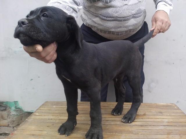 Cane-corso-stenci