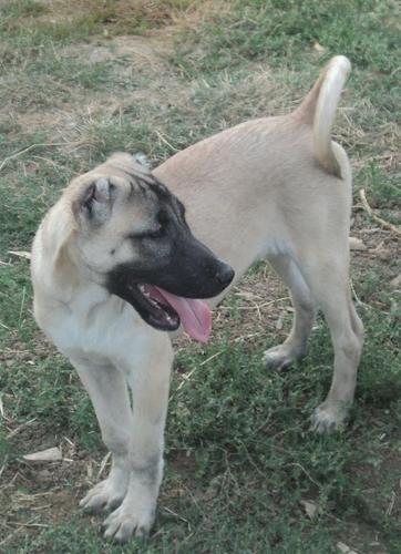 KANGAL