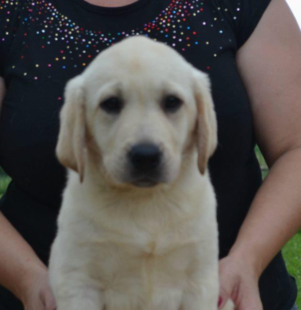 Labrador-retriver-stenci-