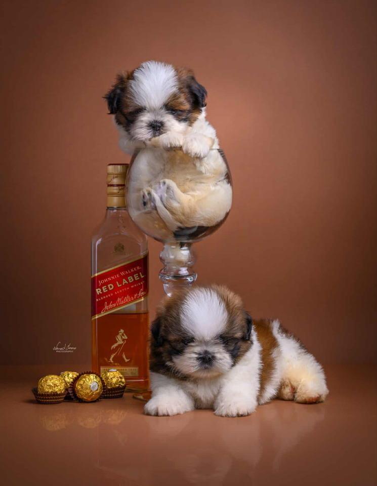 SHIH-TZU-štenci