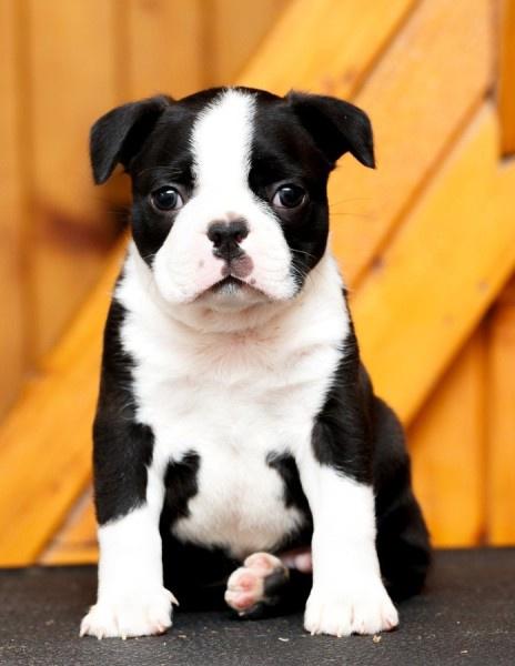 Boston-terrier-stenci