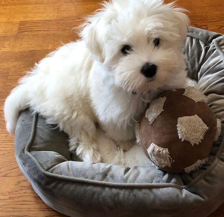 Coton-de-Tulear-stenci