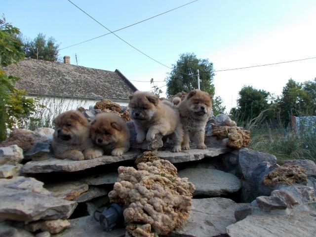 Chow-chow-cau-cau-stenad