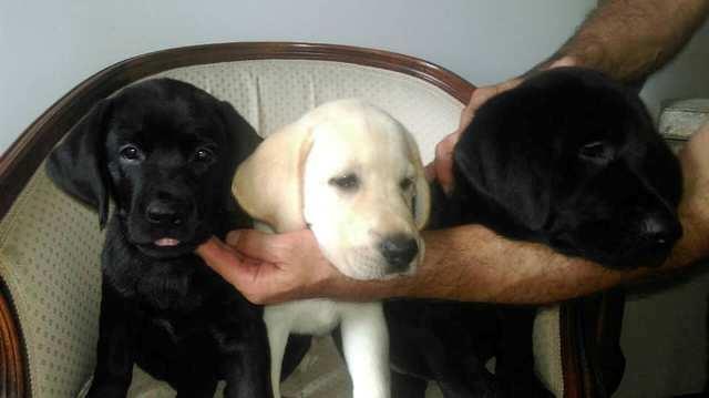 Labrador-Retriver--stenci