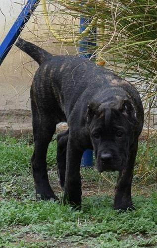 Cane-corso-štenci