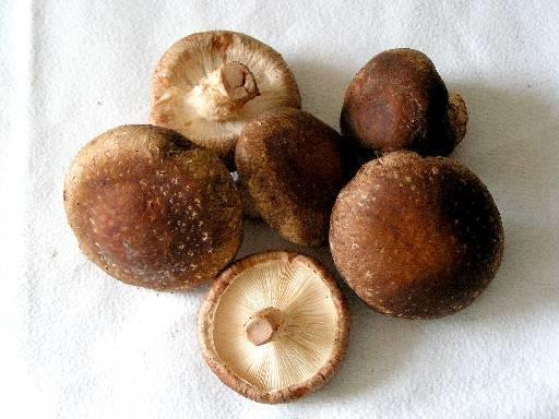 Shiitake-business