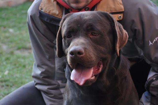 Labrador-retriver--cokoladni-stenci