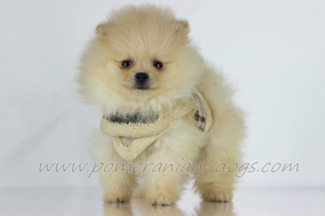 Pomeranski spic Boo stenci