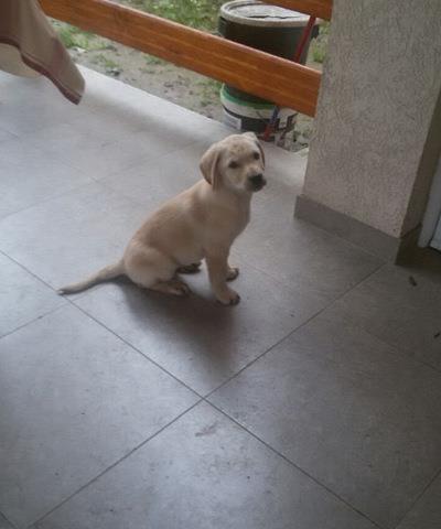 Stenci-LABRADORA-
