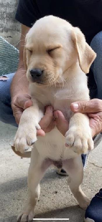 Labrador-retriver---štenci