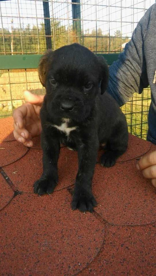 Stenci-Cane-Corso-
