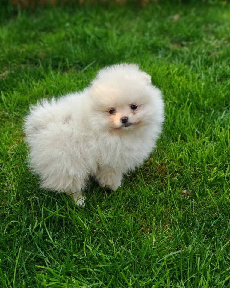 Pomeranski-spic